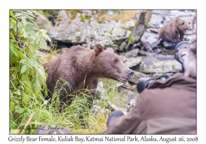 Grizzly Bear Female