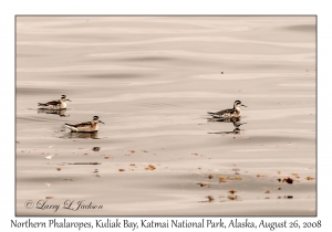 Northern Phalaropes