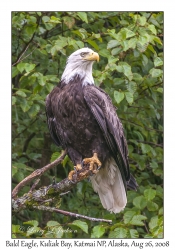 Bald Eagle