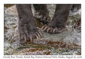 Grizzly Bear Female