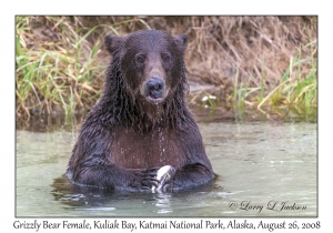 Grizzly Bear Female