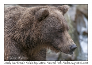 Grizzly Bear Female