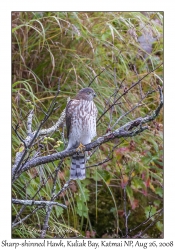 Sharp-shinned Hawk