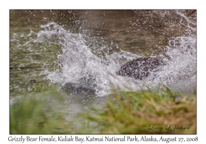 Grizzly Bear Female