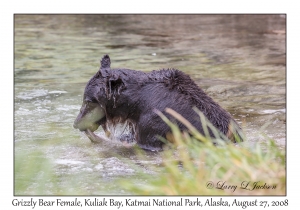 Grizzly Bear Female