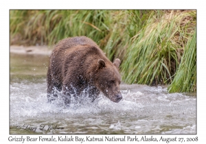 Grizzly Bear Female