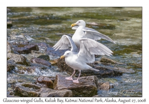 Glaucous-winged Gulls