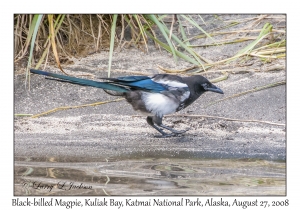 Black-billed Magpie