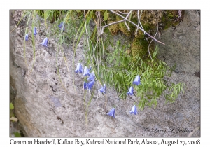 Common Harebell