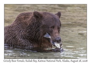 Grizzly Bear Female