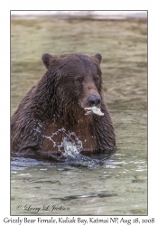 Grizzly Bear Female