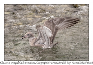 Glaucous-winged Gull immature