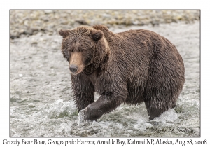 Grizzly Bear Boar