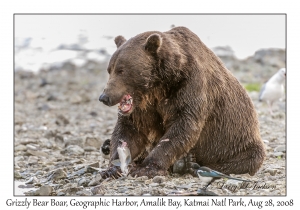 Grizzly Bear Boar