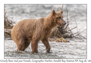 Grizzly Bear 2nd year Female