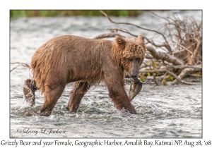 Grizzly Bear 2nd year Female