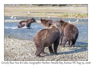 Grizzly Bear Sow & 3rd year Cubs