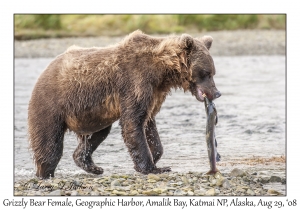 Grizzly Bear Female