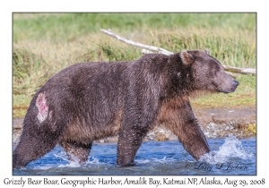 Grizzly Bear Boar