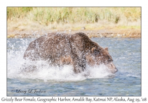 Grizzly Bear Female