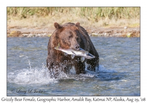 Grizzly Bear Sow