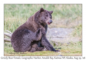 Grizzly Bear Female