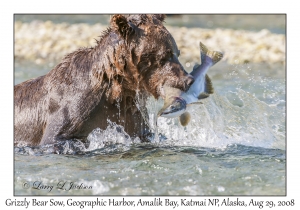 Grizzly Bear Sow