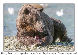 Grizzly Bear Boar