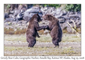 Grizzly Bear 3rd year Cubs