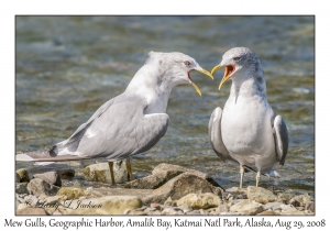 Mew Gulls