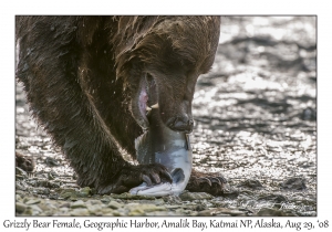 Grizzly Bear Female