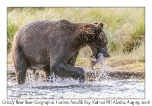 Grizzly Bear Boar