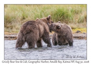 Grizzly Bear Sow & 2nd year Cub