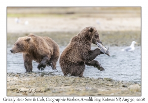 Grizzly Bear Sow & 2nd year Cub