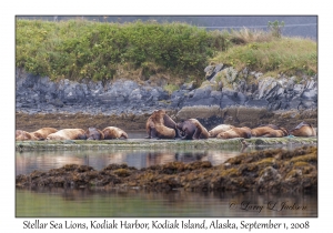 Stellar Sea Lions