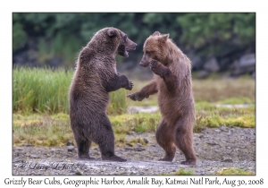 Grizzly Bear Cubs