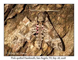 Pink-spotted Hawkmoth