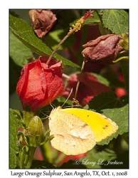 Large Orange Sulphur on Turks Cap