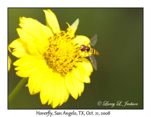 Hoverfly