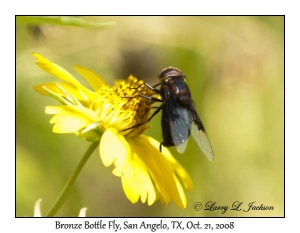 Bronze Bottle Fly