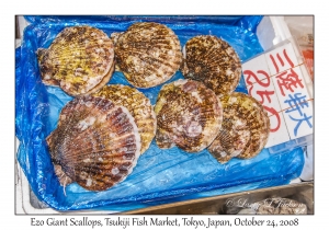 Ezo Giant Scallops