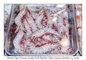 Brown Tiger Prawns