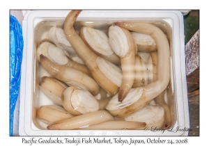 Pacific Geoduck