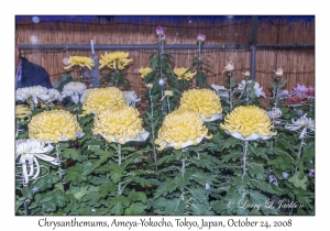 Chrysanthemums