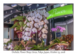 Flower Shop Orchids