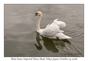 Mute Swan