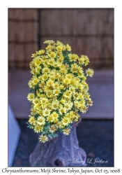 Chrysanthemums