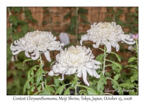 Contest Chrysanthemums