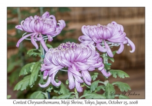 Contest Chrysanthemums