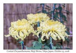 Contest Chrysanthemums